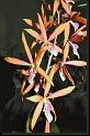 Encyclia adenocaula x Prosthechea vitellina * Rodrigo Remolina 
 * Rodrigo Remolina 
